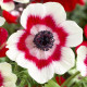 Sasanka Bicolor - Anemone - hlízy sasanky - 3 ks