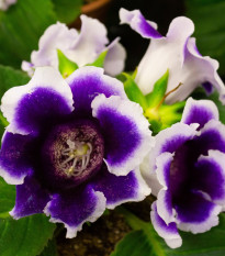 Gloxiníe Kaiser Wilhelm - Sinningia - hlízy gloxínie - 1 ks