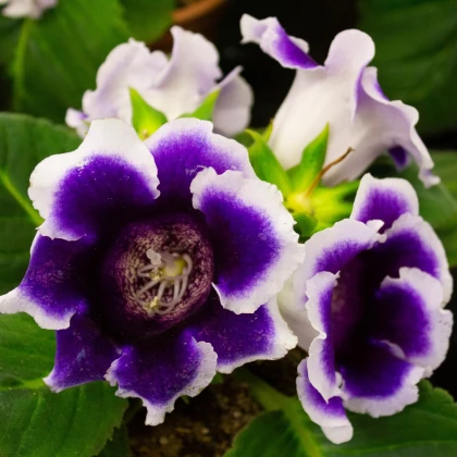 Gloxiníe Kaiser Wilhelm - Sinningia - hlízy gloxínie - 1 ks