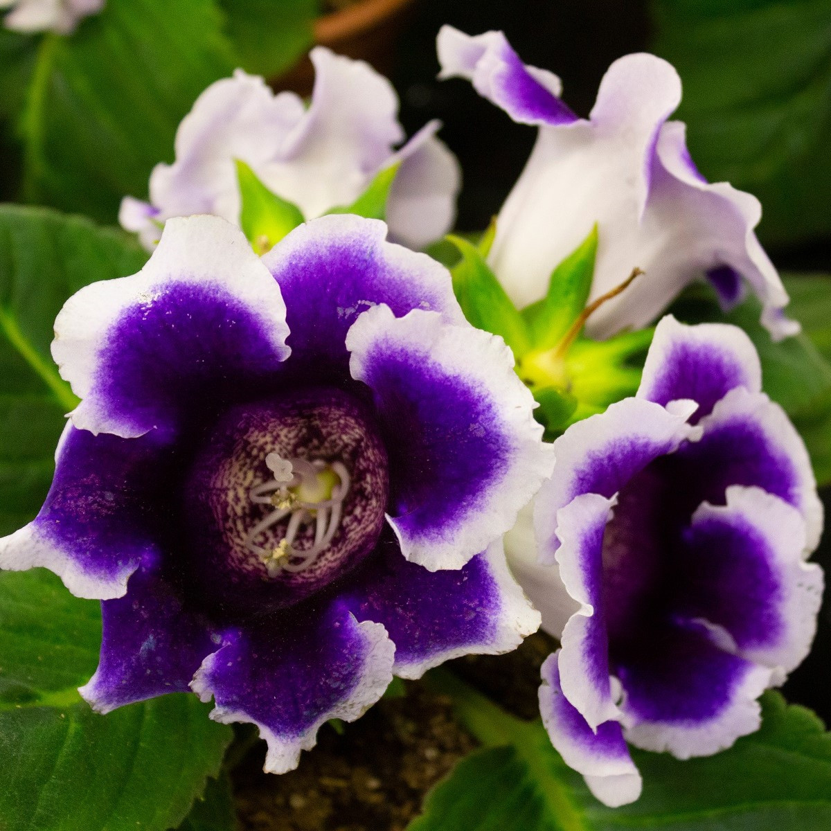 Gloxiníe Kaiser Wilhelm - Sinningia - hlízy gloxínie - 1 ks