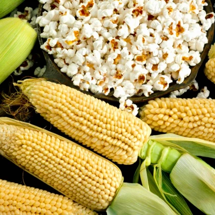 Kukuřice Jantár F1 - Zea mays - semena kukuřice - 30 ks