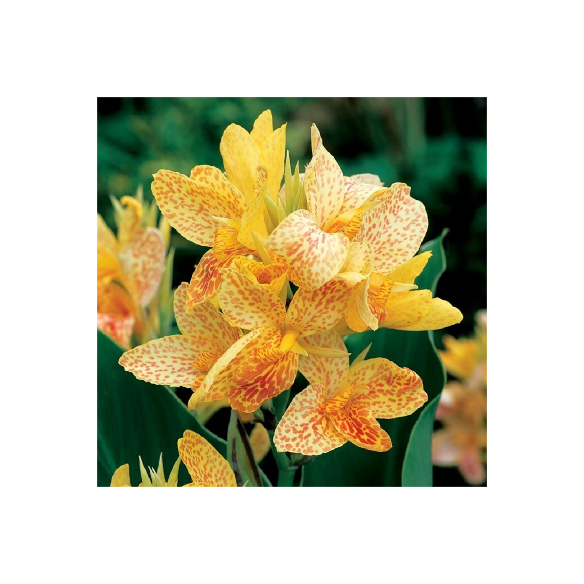 Dosna Picasso - Canna - hlízy dosny - 1 ks