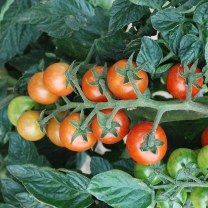 Rajče koktejlové Primabella - Solanum lycopersicum - semena rajčete - 6 ks