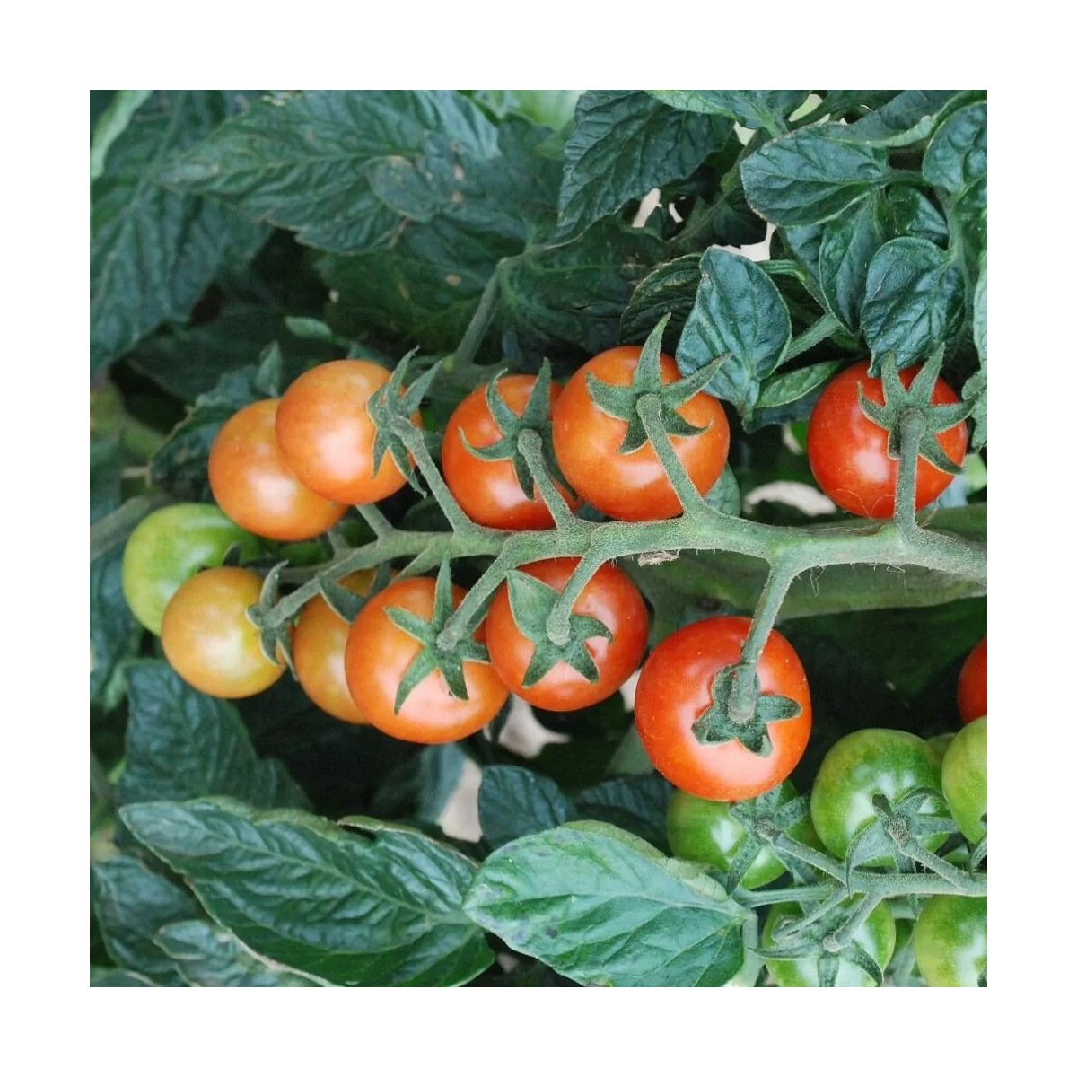 Rajče koktejlové Primabella - Solanum lycopersicum - semena rajčete - 6 ks