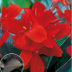 Dosna Black Knight - Canna - hlízy dosny - 1 ks