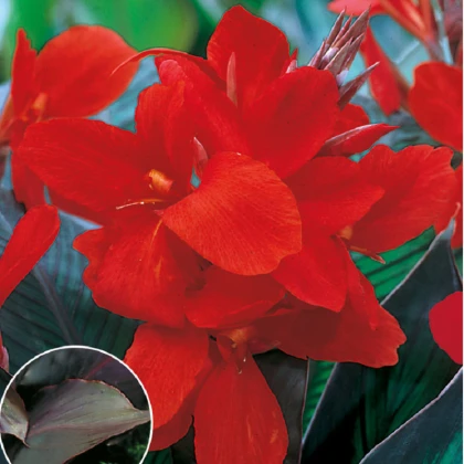 Dosna Black Knight - Canna - hlízy dosny - 1 ks