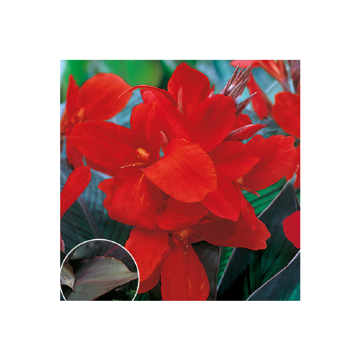 Dosna Black Knight - Canna - hlízy dosny - 1 ks