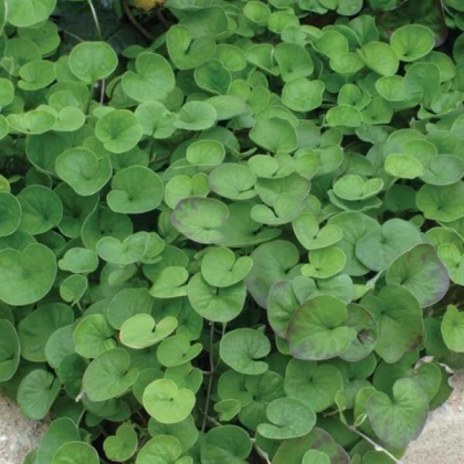 Stříbrný déšť Emerald Falls - Dichondra argentea - semena stříbrného deště - 8 ks