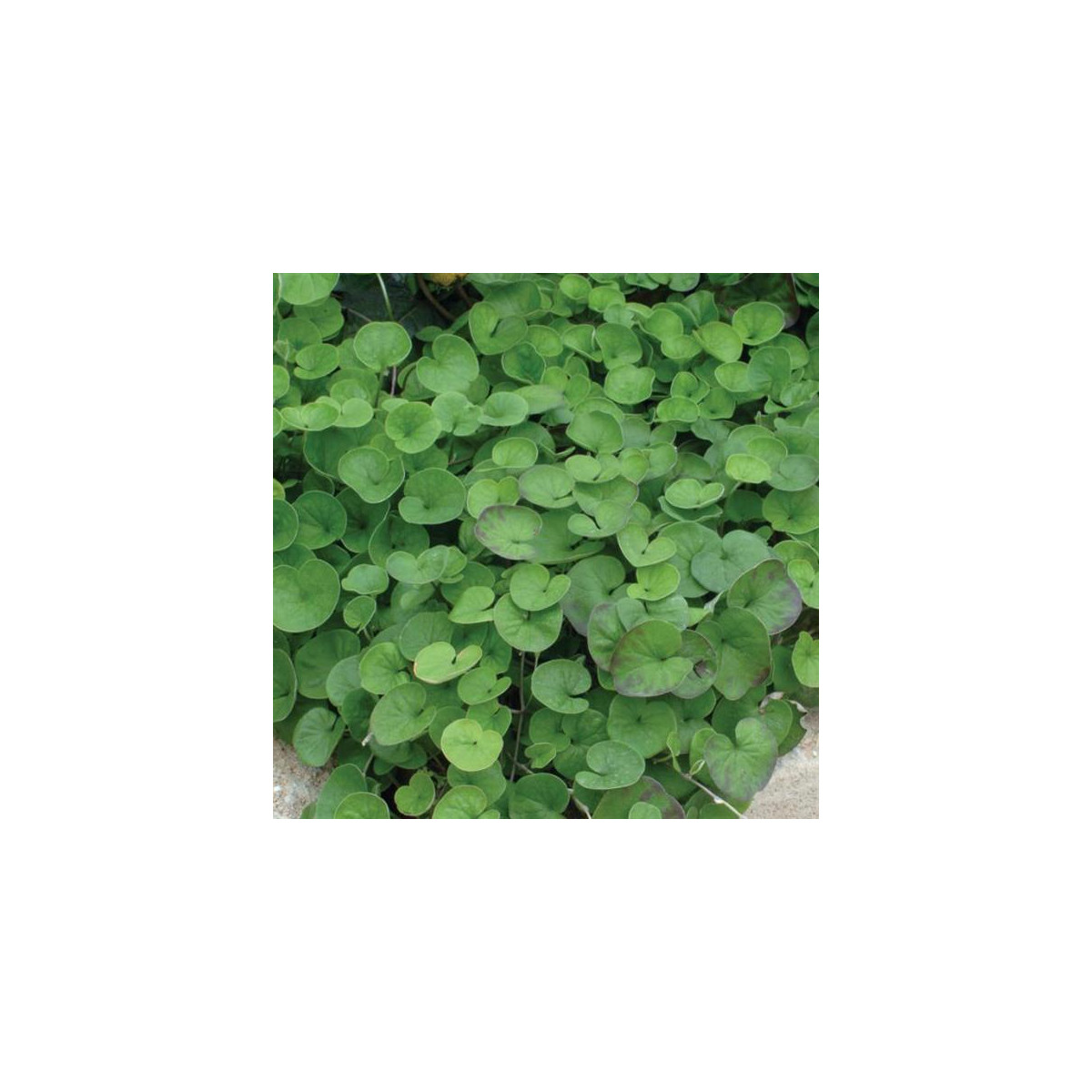 Stříbrný déšť Emerald Falls - Dichondra argentea - semena stříbrného deště - 8 ks