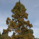 Metasekvoj čínská - Metasequoia glyptostroboides - semena sekvoje - 10 ks