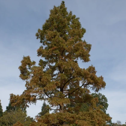 Metasekvoj čínská - Metasequoia glyptostroboides - semena sekvoje - 10 ks