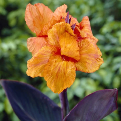 Dosna Wyoming - Canna - hlízy dosny - 1 ks