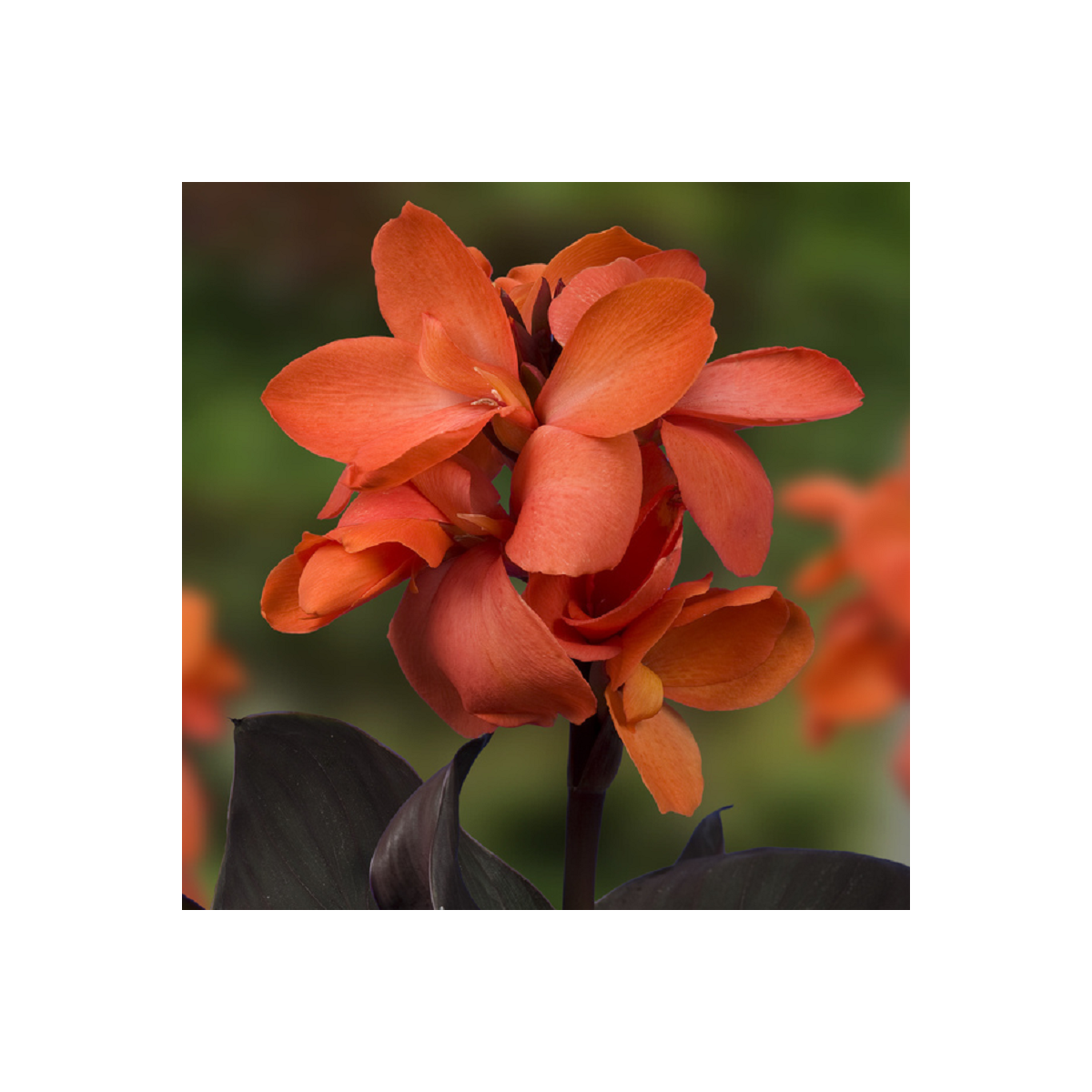 Dosna Happy Wilma - Canna - hlízy dosny - 1 ks