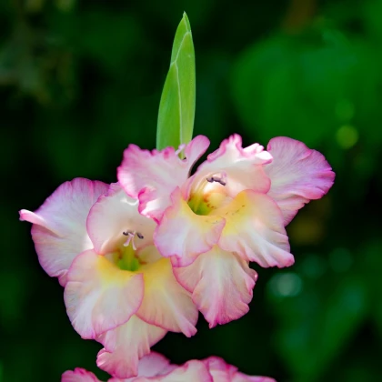 Gladiol Priscilla - Gladiolus - hlízy mečíku - 3 ks