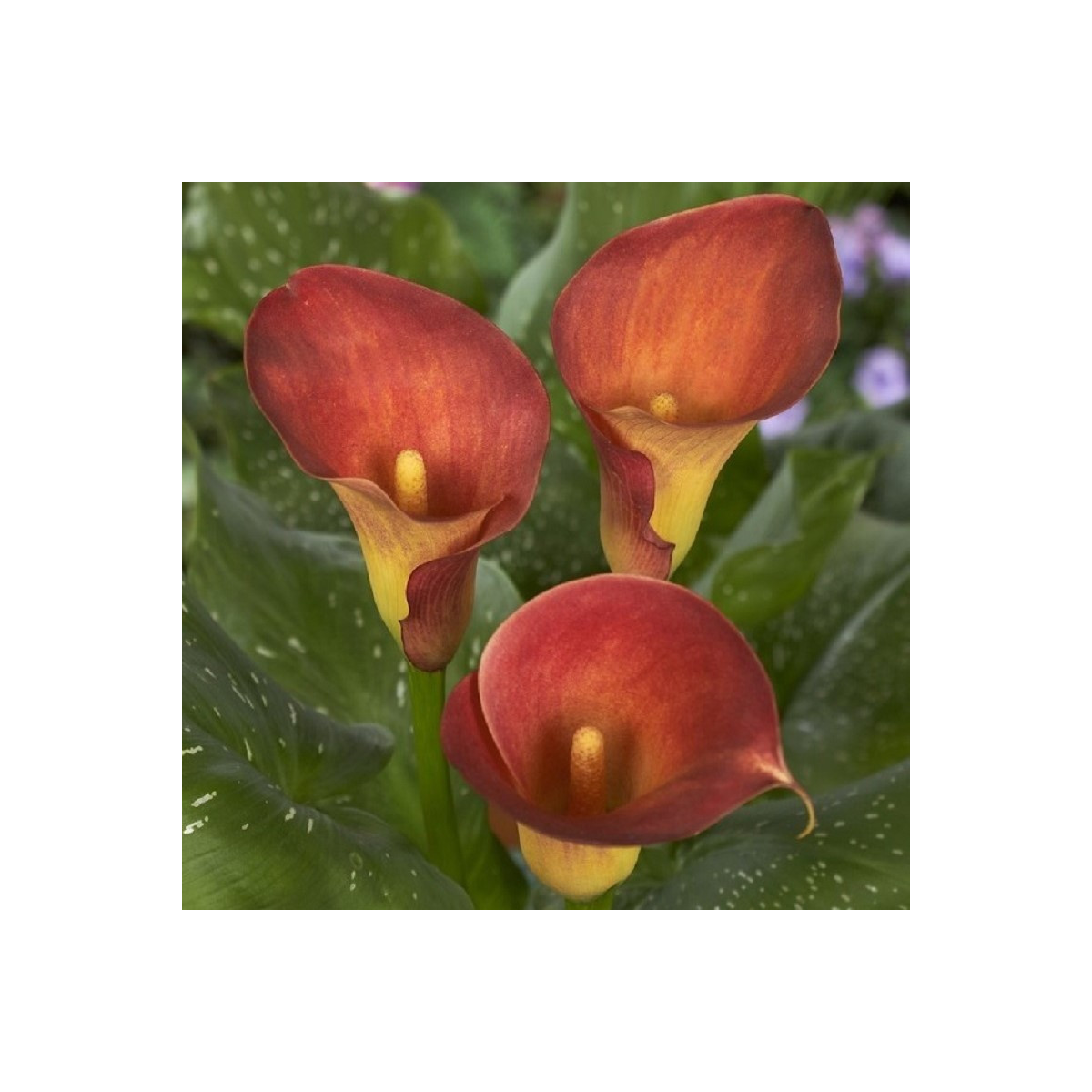 Kala Captain Trinity - Zantedeschia - hlízy kaly - 1 ks