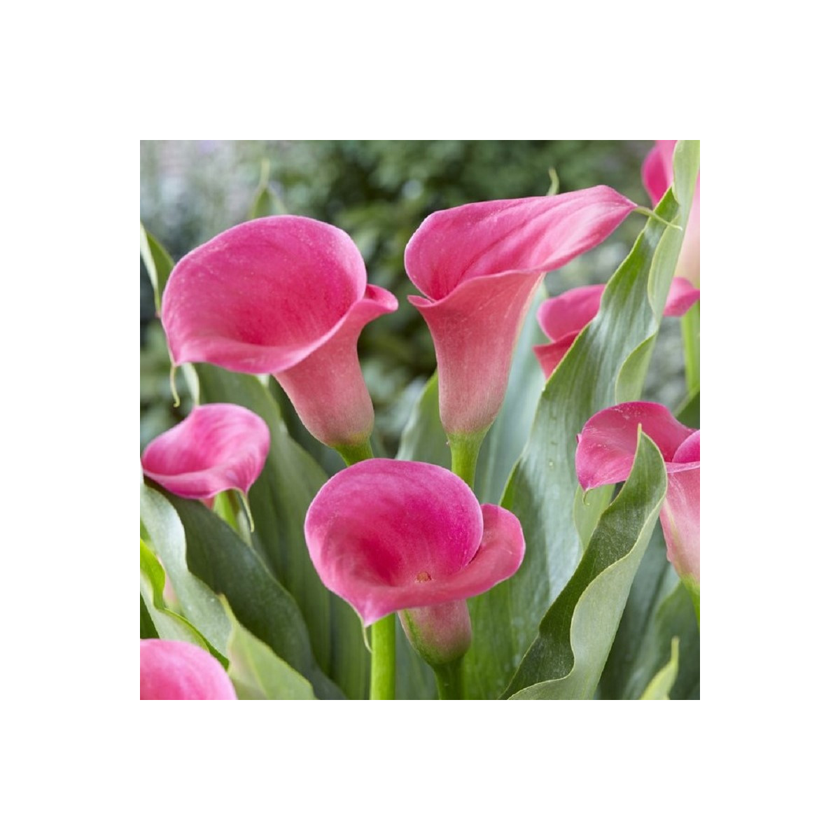 Kala Captain Samba - Zantedeschia - hlízy kaly - 1 ks