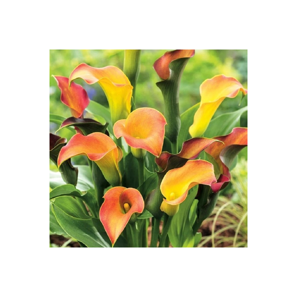 Kala Captain Lido - Zantedeschia - hlízy kaly - 1 ks