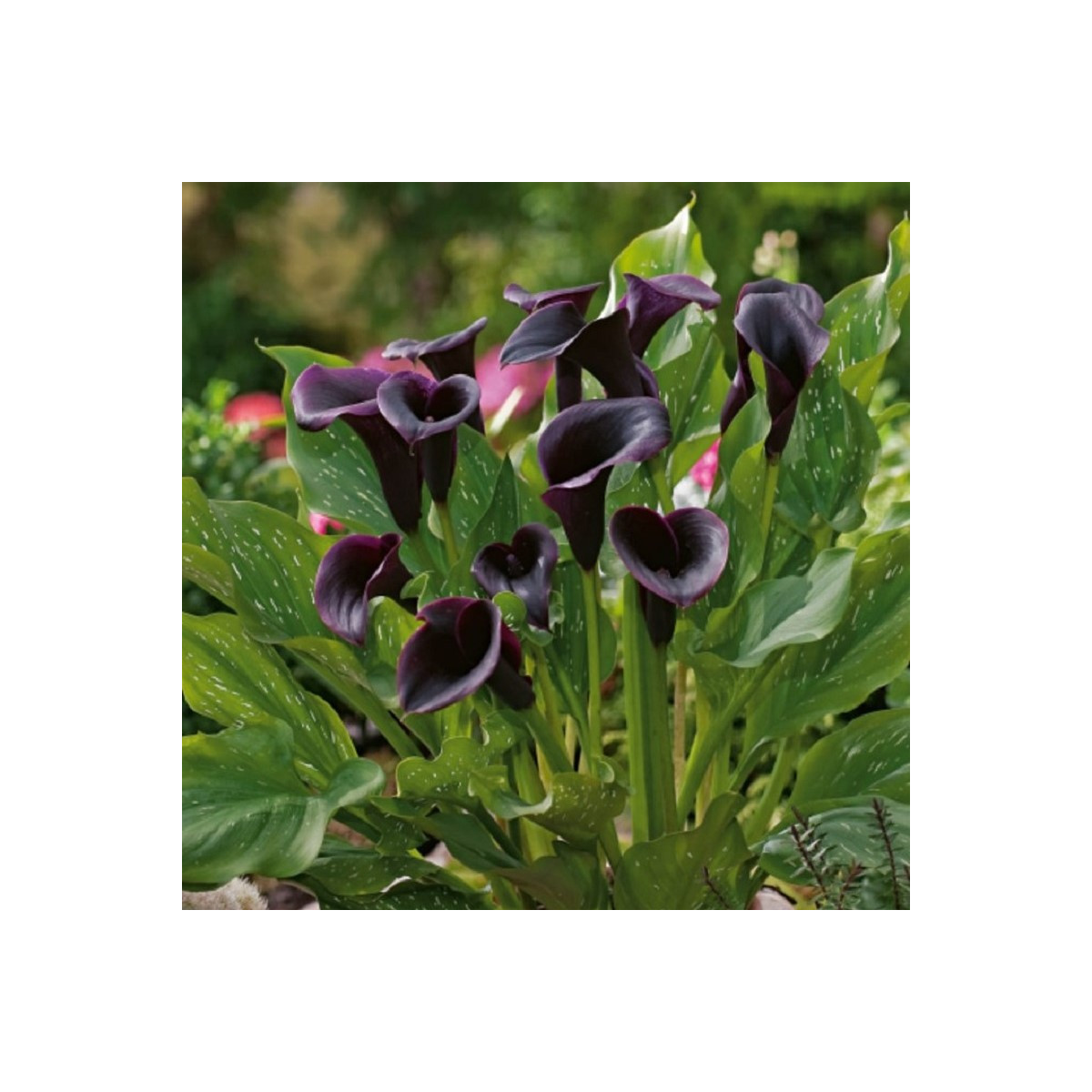 Kala Odessa - Zantedeschia - hlízy kaly - 1 ks