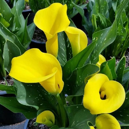 Kala Black Magic - Zantedeschia - hlízy kaly - 1 ks