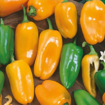 Paprika roční Hamík - Capsicum annuum - semena papriky - 20 ks