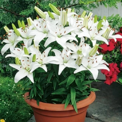 Lilie Ivory Pixie - Lilium - cibule lilie - 1 ks