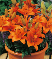 Lilie Abbersville Pride - Lilium - cibule lilie - 1 ks