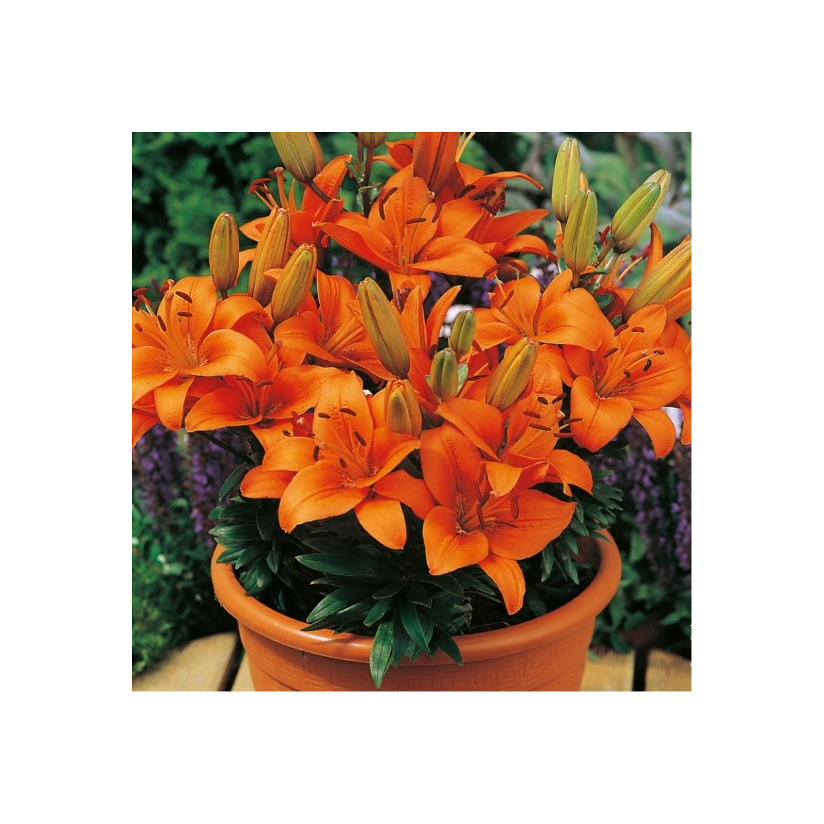 Lilie Abbersville Pride - Lilium - cibule lilie - 1 ks