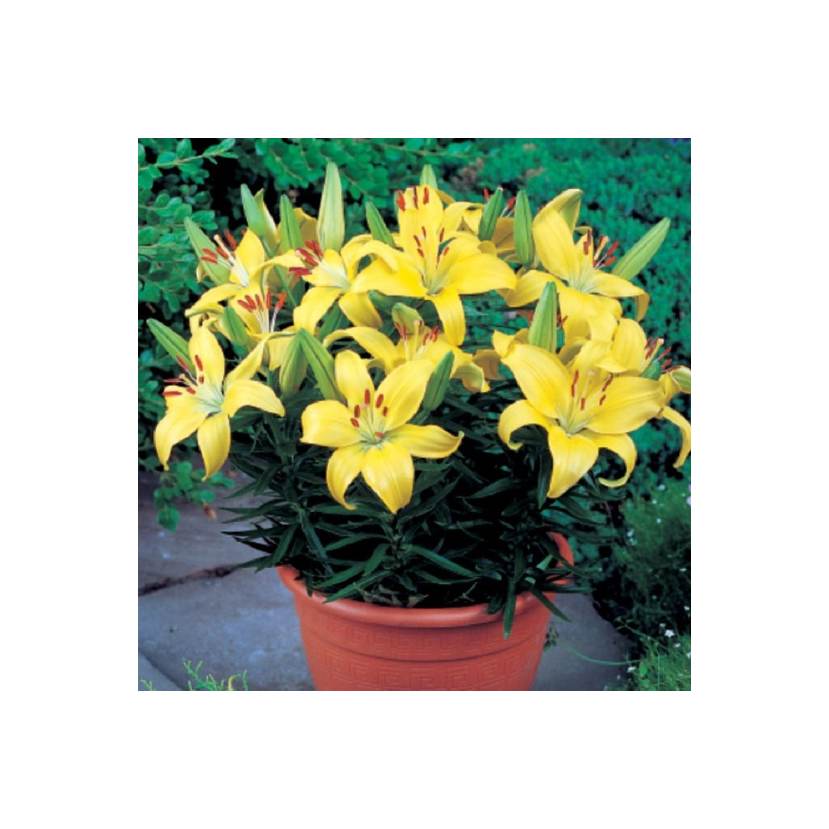 Lilie Bright Pixie - Lilium - cibule lilie - 1 ks