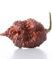 Chilli Carolina Reaper Chocolate - Capsicum chinense - semena chilli - 5 ks