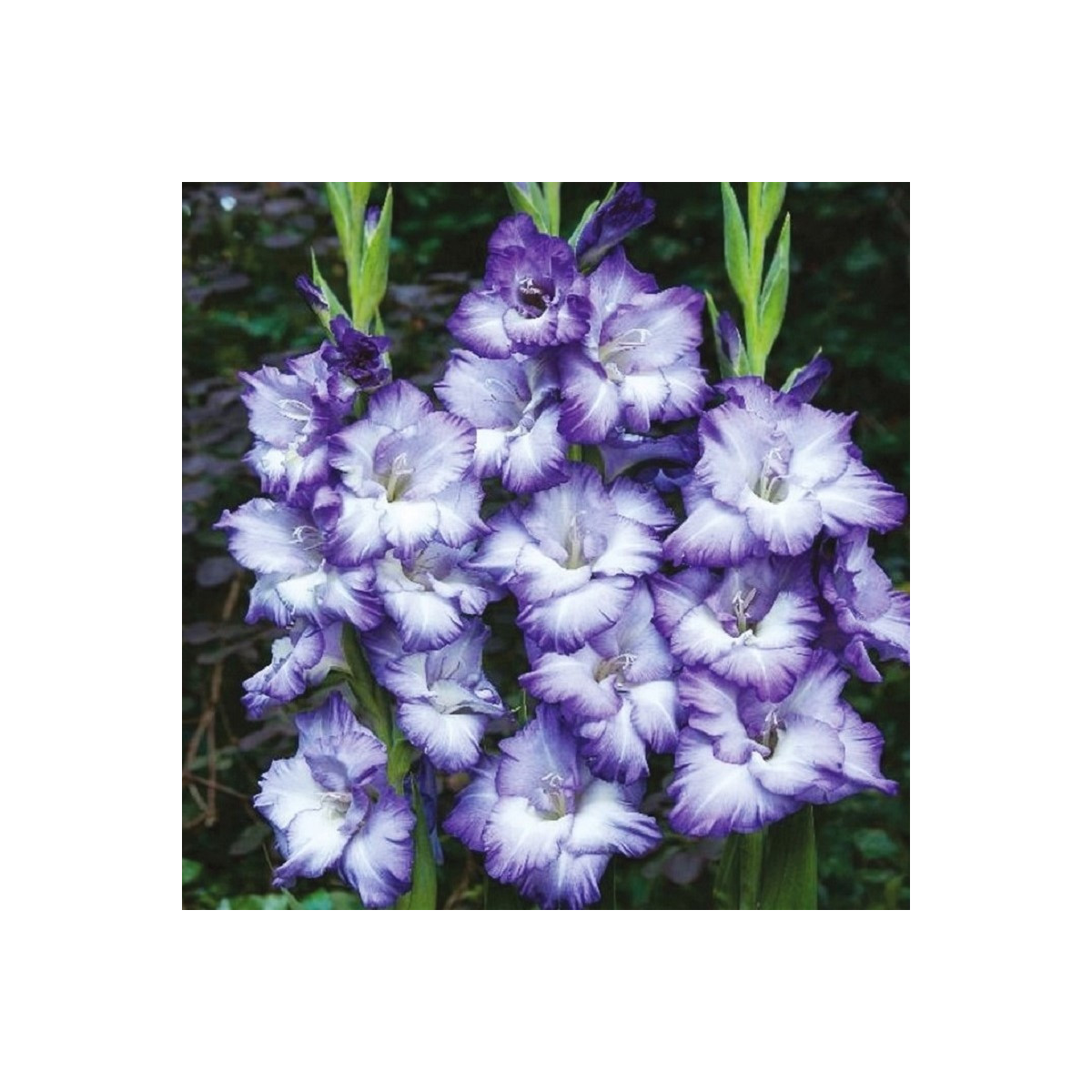 Gladiol Triton - Gladiolus - hlízy mečíku - 3 ks