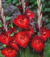 Gladiol Azuro - Gladiolus - hlízy mečíku - 3 ks