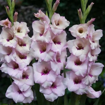 Gladiol Venezia - Gladiolus - hlízy mečíku - 3 ks