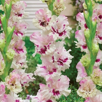 Gladiol Dreamy Creamy - Gladiolus - hlízy mečíku - 3 ks