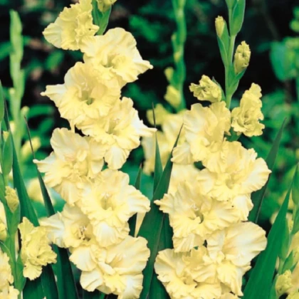 Gladiol Banana Ruffle - Gladiolus - hlízy mečíku - 3 ks