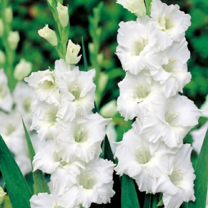 Gladiol Snowy Ruffle - Gladiolus - hlízy mečíku - 3 ks
