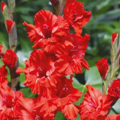 Gladiol Fire Ruffle  - Gladiolus - hlízy mečíku - 3 ks