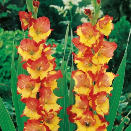 Gladiol Princess Margaret Rose - Gladiolus - hlízy mečíku - 3 ks