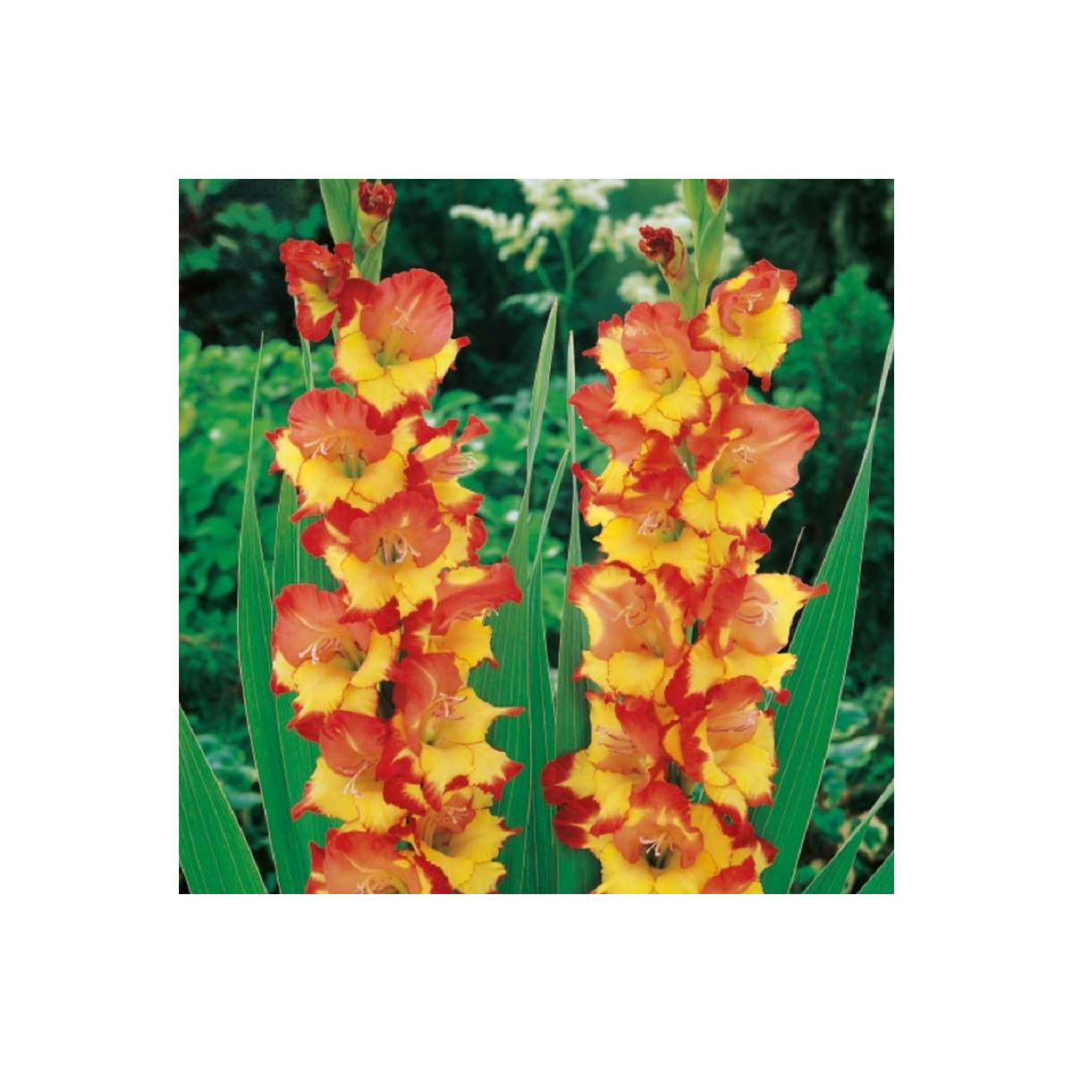 Gladiol Princess Margaret Rose - Gladiolus - hlízy mečíku - 3 ks