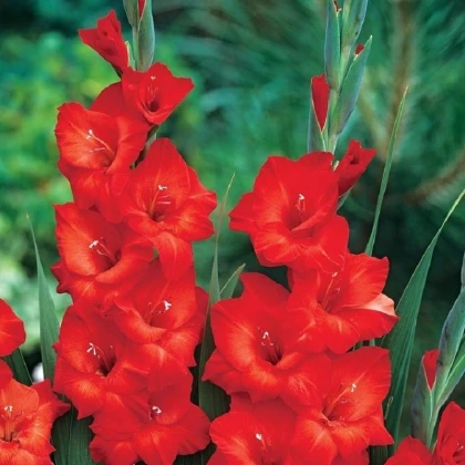 Gladiol Mascagni - Gladiolus - hlízy mečíku - 3 ks