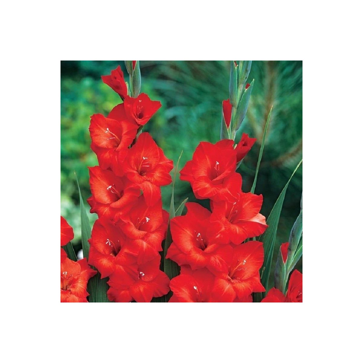 Gladiol Mascagni - Gladiolus - hlízy mečíku - 3 ks