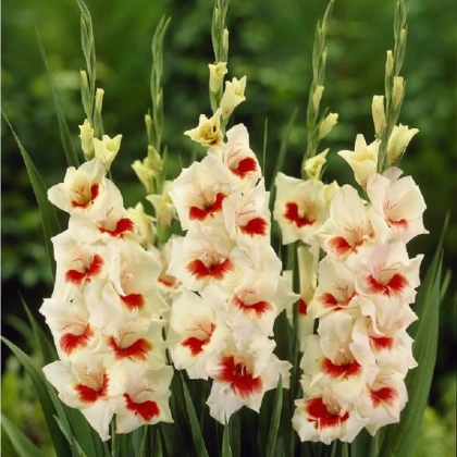 Gladiol Ajax - Gladiolus - hlízy mečíku - 3 ks