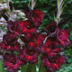 Gladiol Black Sea - Gladiolus - hlízy mečíku - 3 ks