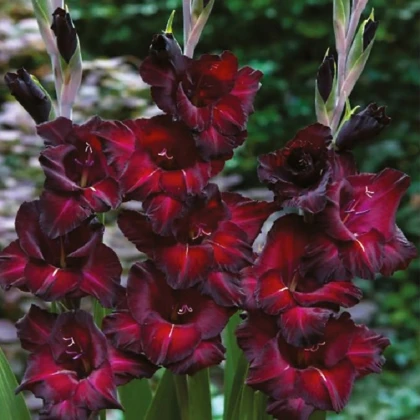 Gladiol Black Sea - Gladiolus - hlízy mečíku - 3 ks