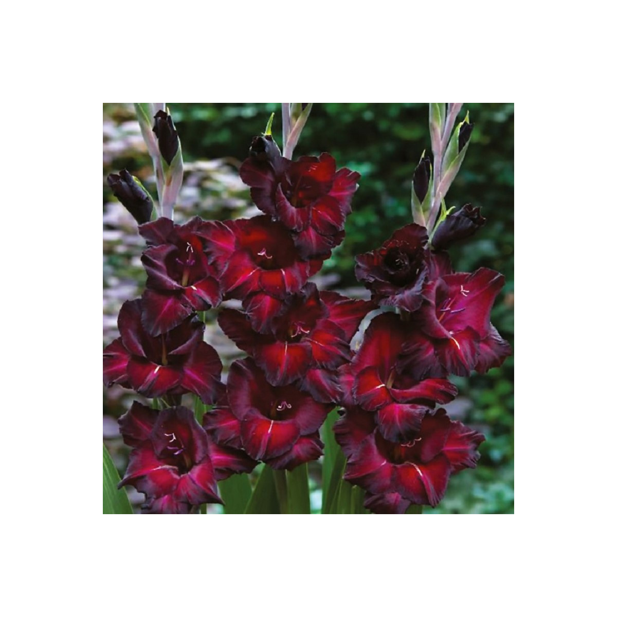 Gladiol Black Sea - Gladiolus - hlízy mečíku - 3 ks