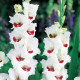 Gladiol Fiorentina - Gladiolus - hlízy mečíku - 3 ks