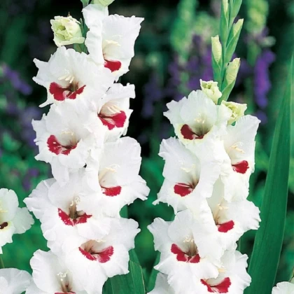 Gladiol Fiorentina - Gladiolus - hlízy mečíku - 3 ks