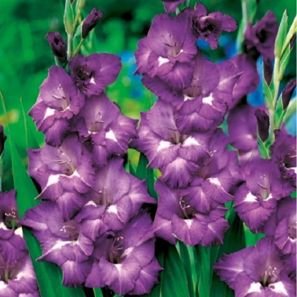 Gladiol Blue Isle - Gladiolus - hlízy mečíku - 3 ks