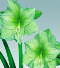 Hvězdník Limona - Hippeastrum - cibule hvězdníku - 1 ks
