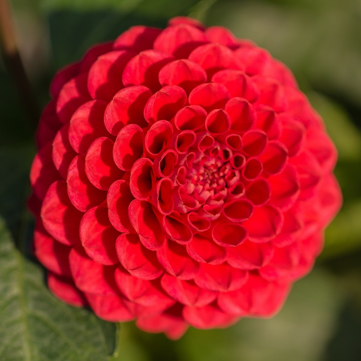 Jiřinka Singer - Dahlia - hlízy jiřinky - 1 ks