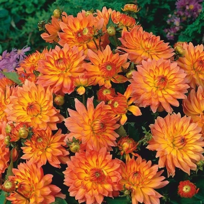 Jiřinka Pablo - Dahlia - hlízy jiřinky - 1 ks